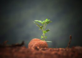 Planta