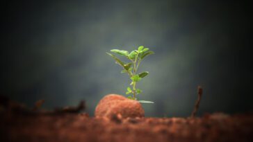 Planta