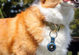 Imagem de um cão com um AirTag da Apple