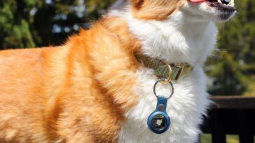 Imagem de um cão com um AirTag da Apple
