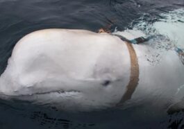 Baleia espiã da Rússia é detetada nos mares da Suécia