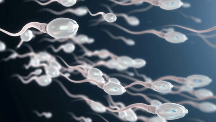 SpermSearch : comment l'IA peut aider les hommes infertiles à devenir pères 3 spermatozoïdes