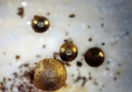 Un physicien de Harvard dit qu'il pourrait contenir des fragments d'un vaisseau spatial extraterrestre.  Sérieusement?