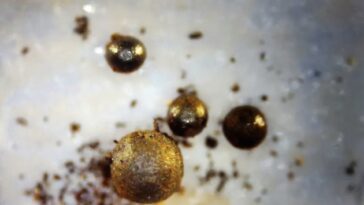 Un physicien de Harvard dit qu'il pourrait contenir des fragments d'un vaisseau spatial extraterrestre.  Sérieusement?