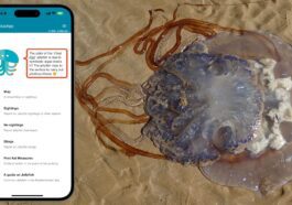 MedusApp ou Waze sur les plages pour identifier les méduses
