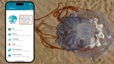 MedusApp ou Waze sur les plages pour identifier les méduses