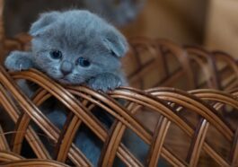 SIAC : Il est obligatoire d'enregistrer vos animaux de compagnie en ligne 99 SIAC : Il est obligatoire d'enregistrer vos animaux de compagnie en ligne