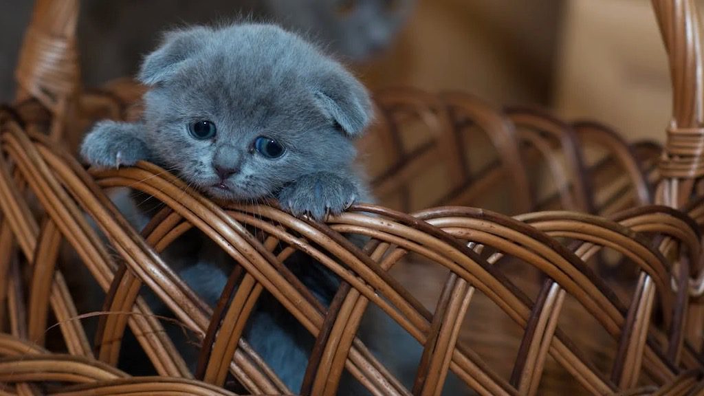 SIAC : Il est obligatoire d'enregistrer vos animaux de compagnie en ligne