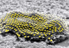 Imagem de células com filamentos de ouro