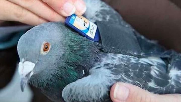 Illustration d'un pigeon voyageur avec des cartes SSD