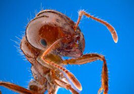Fire Ants live up to their name by invading PC and eating thermal paste, raising system temps