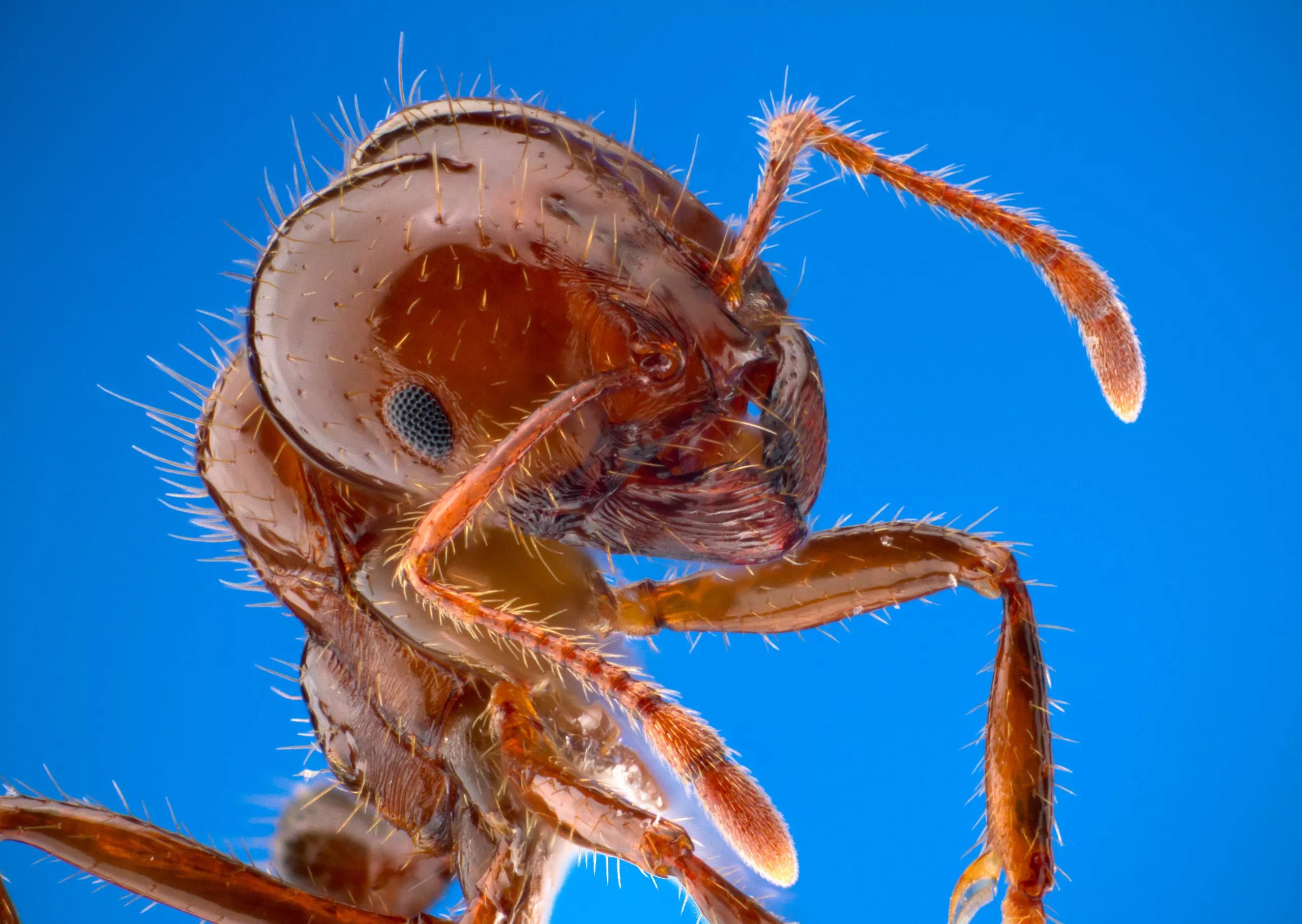 Les fourmis de feu font honneur à leur nom en envahissant le PC et en mangeant de la pâte thermique, augmentant ainsi la température du système. 24 Fire Ants live up to their name by invading PC and eating thermal paste, raising system temps