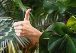 X Likes seront rendus privés, mais le nombre de Likes sera toujours affiché