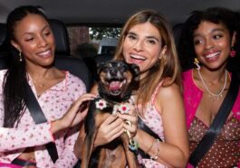 Lyft Pet Rides empêchera la répétition du drame de Tux le chat disparu 77 Lyft Pet Rides empêchera la répétition du drame de Tux le chat disparu