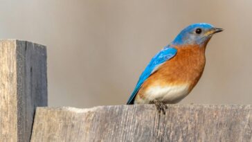 Let’s hope one iPhone 17 Pro camera rumor is dead wrong