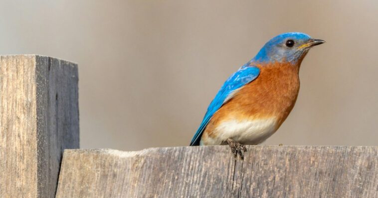 Espérons qu'une rumeur sur l'iPhone 17 Pro concernant la caméra soit fausse 1 Let’s hope one iPhone 17 Pro camera rumor is dead wrong