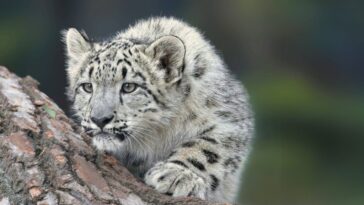 I’d love to see Apple adopt a tick-tock approach to software releases