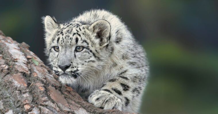 Apple devrait adopter une approche de type tick-tock pour ses prochaines versions logicielles 1 I’d love to see Apple adopt a tick-tock approach to software releases